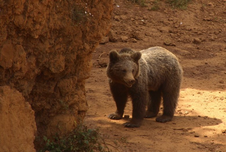 Oso en Cabárceno